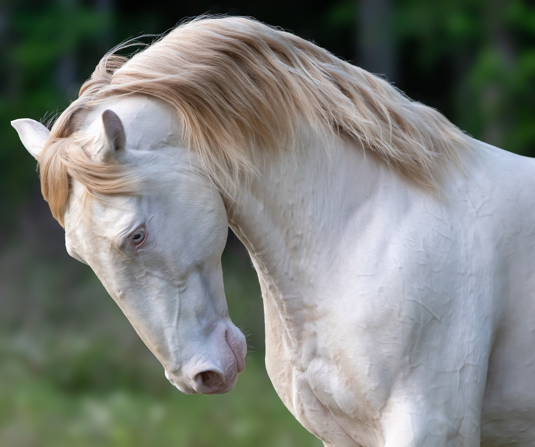 White Horse looking down